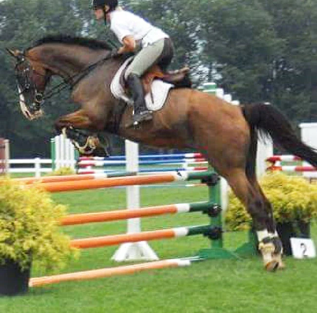 ./Pam Bauer jumping an oxer